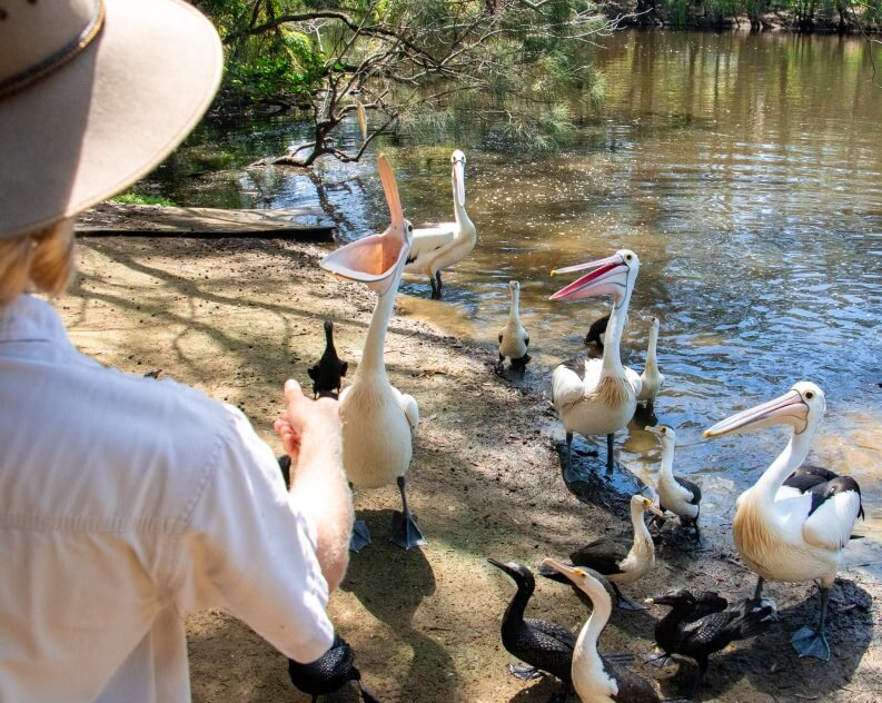 A person in a hat feeds a group of pelicans and ducks by the edge of a pond on a sunny day.