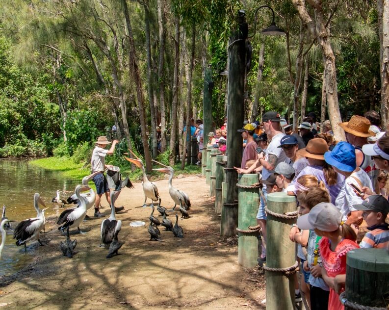 A group of people watches as a person feeds pelicans near a pond in a wooded area on a sunny day.