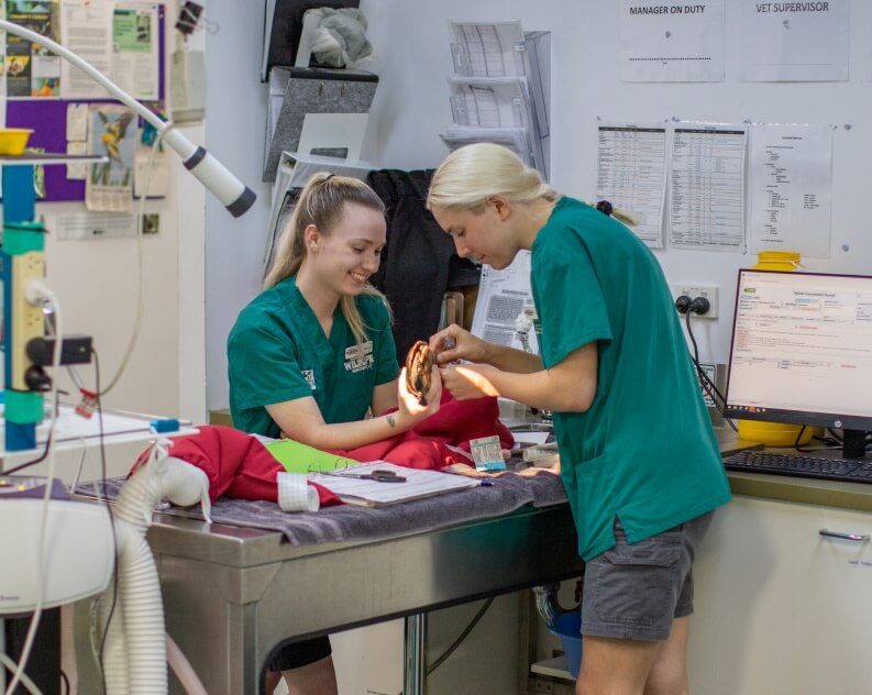 Two veterinary professionals examine an animal patient on a table in a clinic, surrounded by medical equipment, charts, and a computer.
