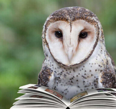 A barn owl, with its large eyes focused, is reading a book