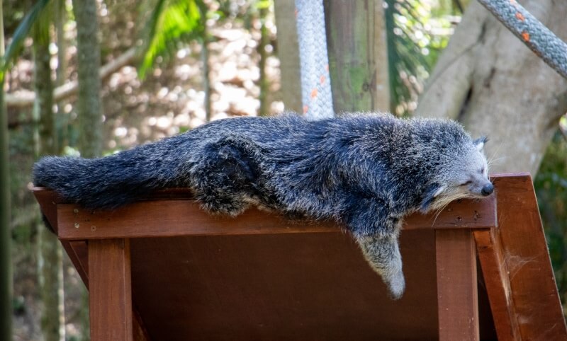A binturong is lying sprawled out on a wooden platform, appearing to rest with one leg hanging off the edge.
