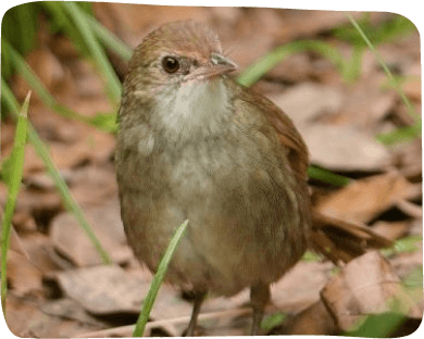 A brown bird resting on the ground amidst lush green grass