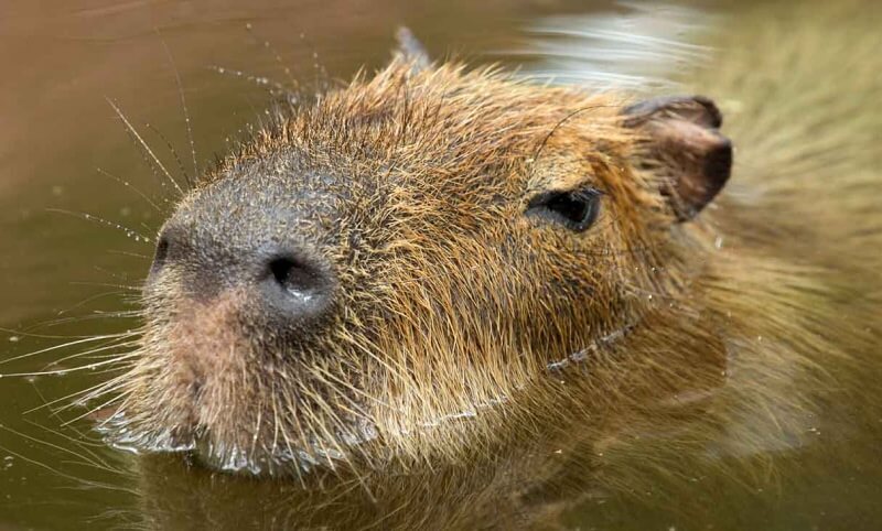 A close-up view of a capybaras face partially submerged in water, showing its wet fur and nostrils just above the surface.