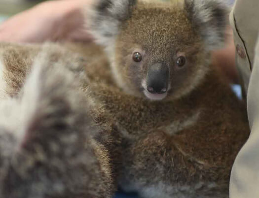 A koala close up short