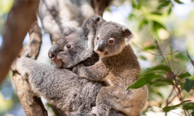 A baby koala clings to an adult koala sitting in a tree, surrounded by green leaves and branches.