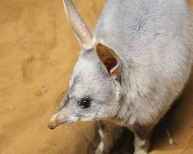 A small bilby with elongated ears is positioned in the sand, highlighting its distinctive appearance