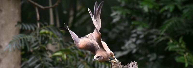 A majestic brown Black Kite bird about to take flight off a wooden log. In the background are tropical dark green trees