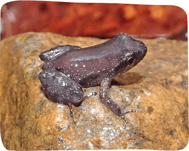 A frog with distinctive black spots on its back, perched on a leaf in a natural setting
