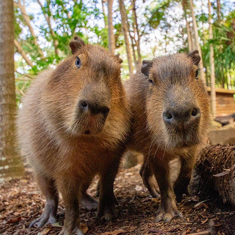 Are Capybaras from Australia: Surprising Facts Revealed