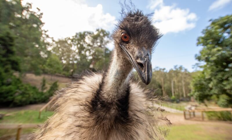 Close-up of an emu with ruffled feathers standing outdoors, trees and blue sky in the background.