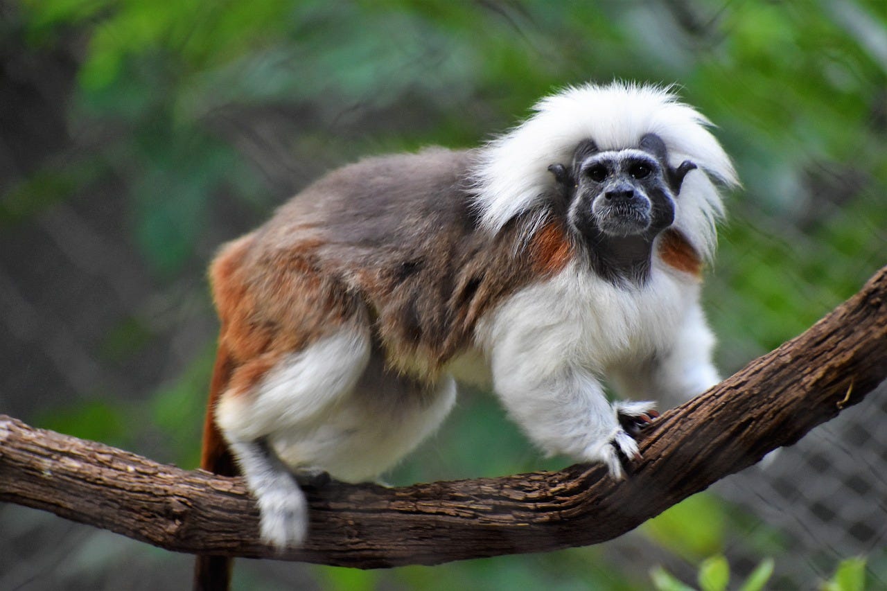 Cotton-Top Tamarin