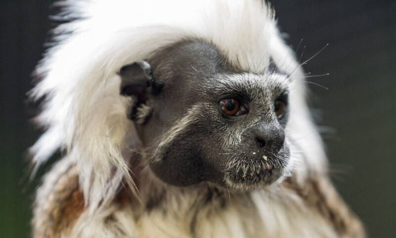A close-up of a cotton-top tamarin with distinctive white hair on its head and dark facial features.