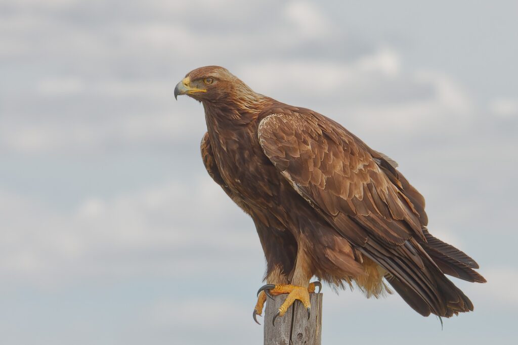 Sea Eagle