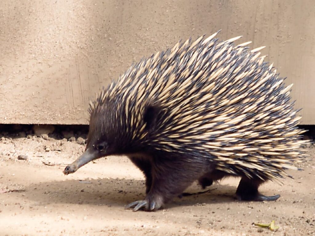 Echidna