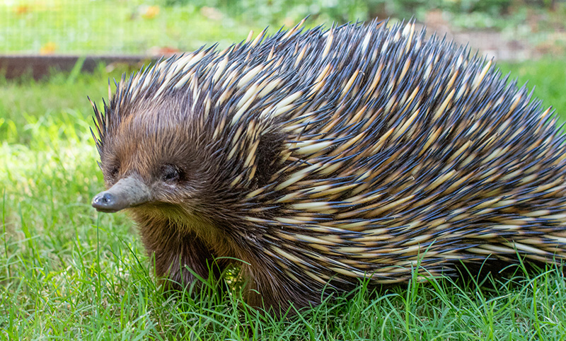 An echidna with golden and dark brown spikes and sleepy eyes, standing on green grass