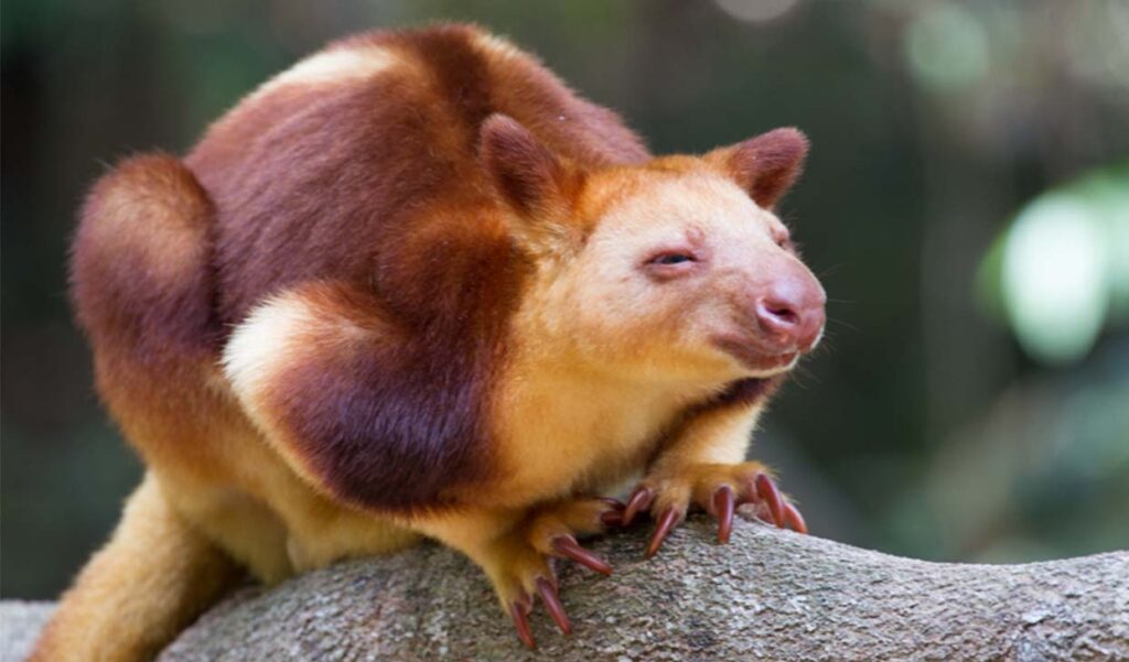 Goodfellow's Tree-Kangaroo