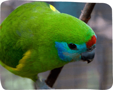 A vibrant green and blue parrot perched on a branch, showcasing its colorful feathers in a natural setting