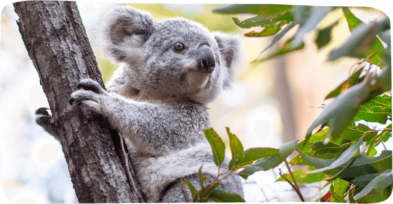 A koala bear ascends a tree, showcasing its natural habitat and climbing abilities in a serene environment