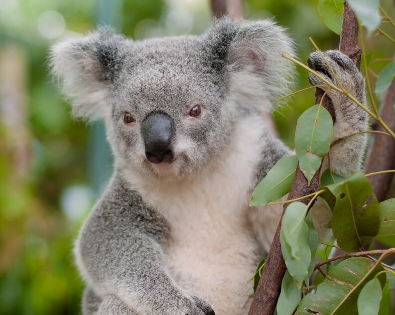 A koala sits in a tree, holding onto a branch with one paw, surrounded by green eucalyptus leaves.