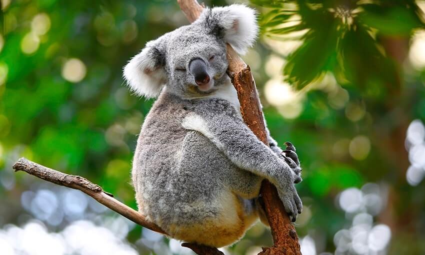 A koala clings to a tree branch with its eyes closed, surrounded by green foliage in the background.