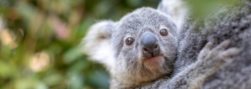 A young Koala joey holding onto Koala mum's back