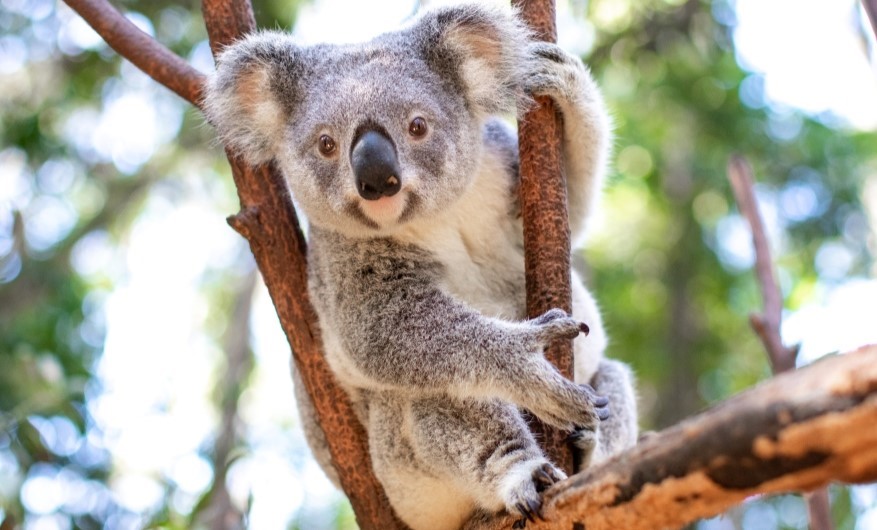 Koala sitting relaxed in a tree, blurred trees and blue sky in the background