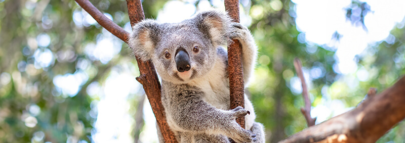 Grey koala clinging to a tree branch amidst lush foliage.