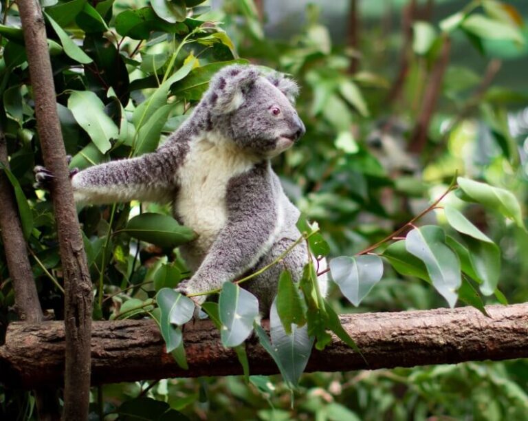 Meet Nugs: The One-Eyed Koala