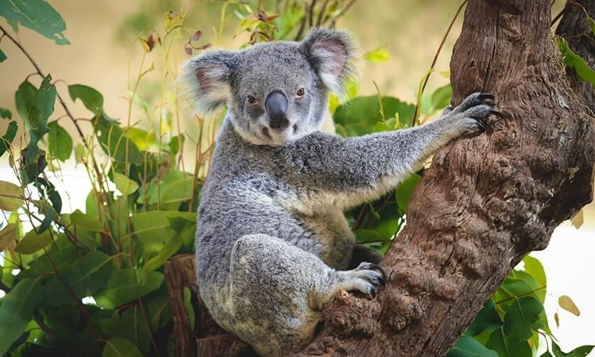 A koala sits on the branch of a tree, surrounded by green leaves, looking directly toward the camera.