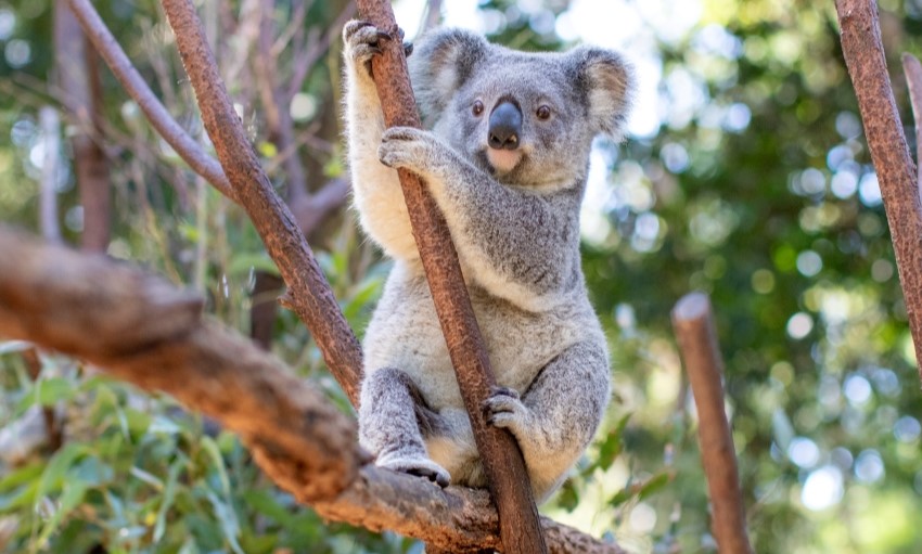 Koala sitting upright in tree, holding onto smaller tree branch