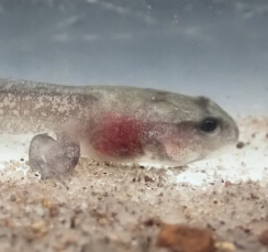 A small fish with red eyes and a red nose, showcasing the unique features of the Kroombit Tinkerfrog Bred species