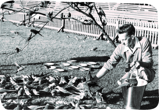 A man engages with birds by feeding them, highlighting a harmonious connection with nature in a calm setting