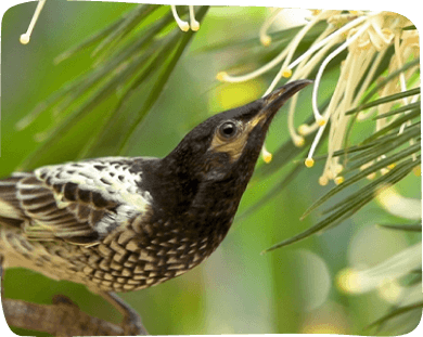 A Regent Honeyeater sits on a tree branch, its striking colors contrasting with the greenery surrounding it