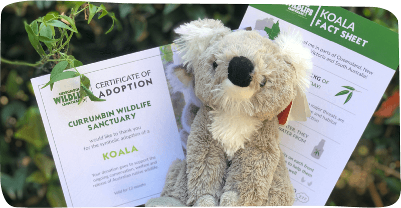 Staff toy of koala bear with some papers