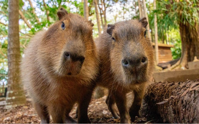Two capybaras in a wooded area, standing calmly among the trees and underbrush