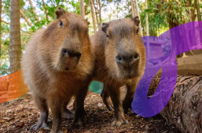 Two capybaras in a wooded area, standing calmly among the trees and underbrush