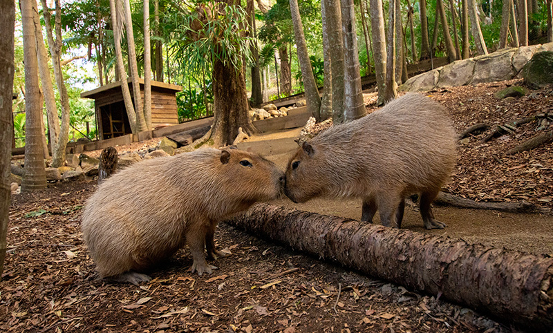 Two capybaras snouts gently touching over a wooden log, eyes half closed, with tall trees and a wooden shed in the background
