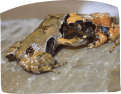 Two frogs sitting atop a rock, highlighting their unique features in a tranquil outdoor setting