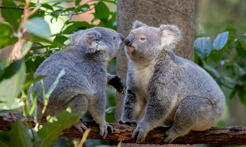 Two koalas sit on a tree branch surrounded by green leaves, facing each other closely as if about to touch noses.