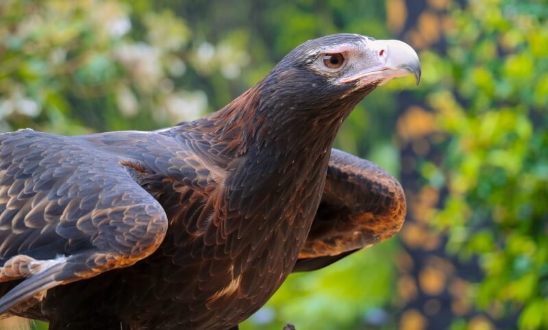 A close-up of a wedge-tailed eagle with dark feathers and a pale hooked beak, set against a blurred green and yellow background.