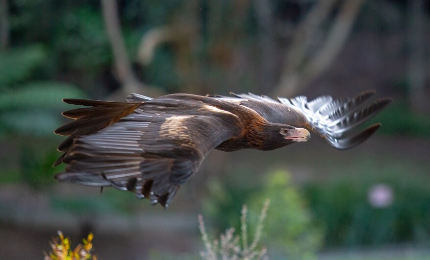 A large bird of prey with dark feathers flies low to the ground, wings spread wide, with a blurred green background.