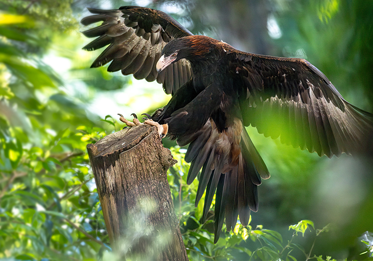 Australian Birds of Prey List