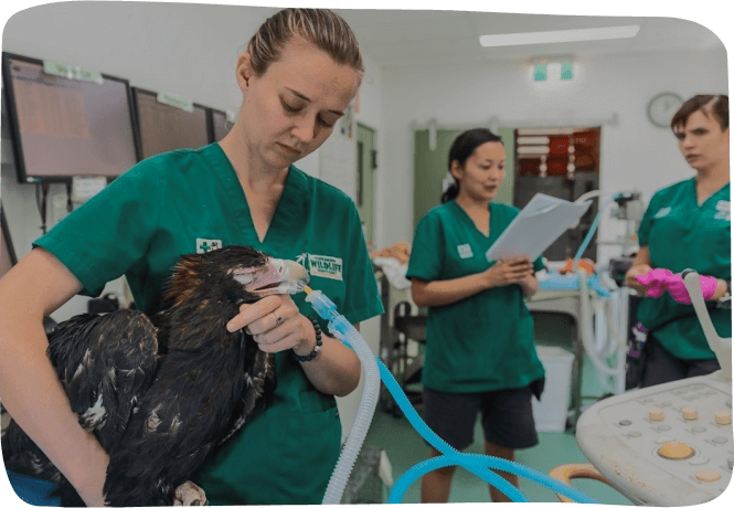 A woman in green scrubs gently holds a small bird in her hands