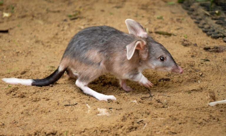 Adopt a Native Australian Animal for Christmas