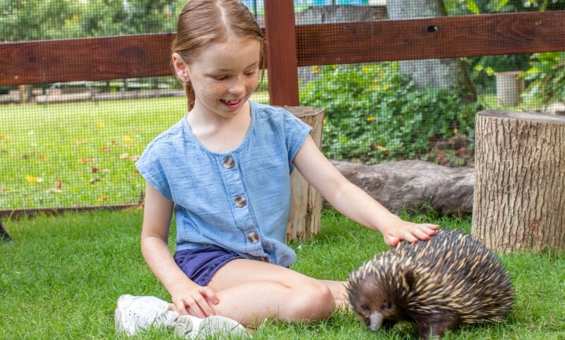 A young girl sitting on the grass and gently petting an echidna in an outdoor enclosure.