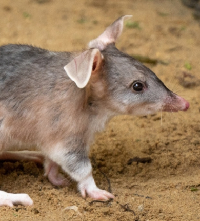 A small marsupial with gray fur, large ears, and a long tail walks on sandy ground.