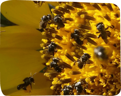 Bees actively gathering nectar from a bright sunflower