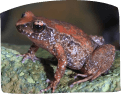 A brown and black frog perched on a rock