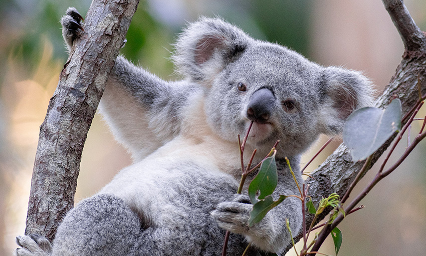 Koala sitting in tree looking at camera eating a leaf