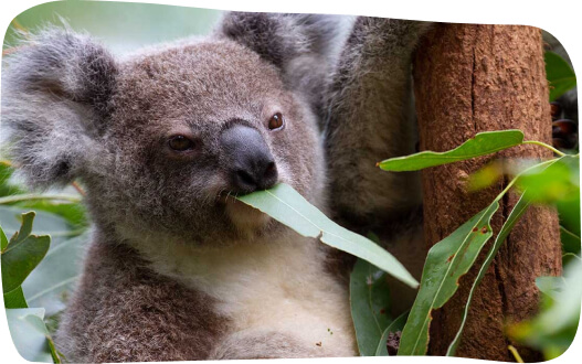 A koala perched on a tree branch, contentedly munching on green leaves in its natural habitat